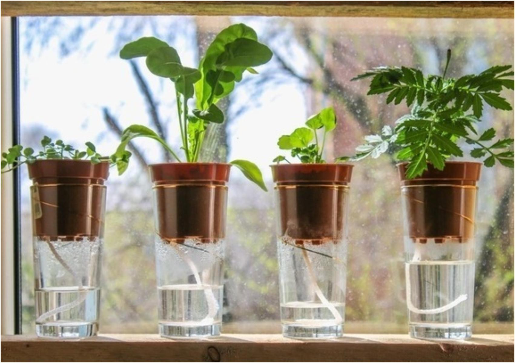 Τι να κάνετε μην ξεραθούν τα λουλούδια και τα φυτά σας όταν πάτε διακοπές