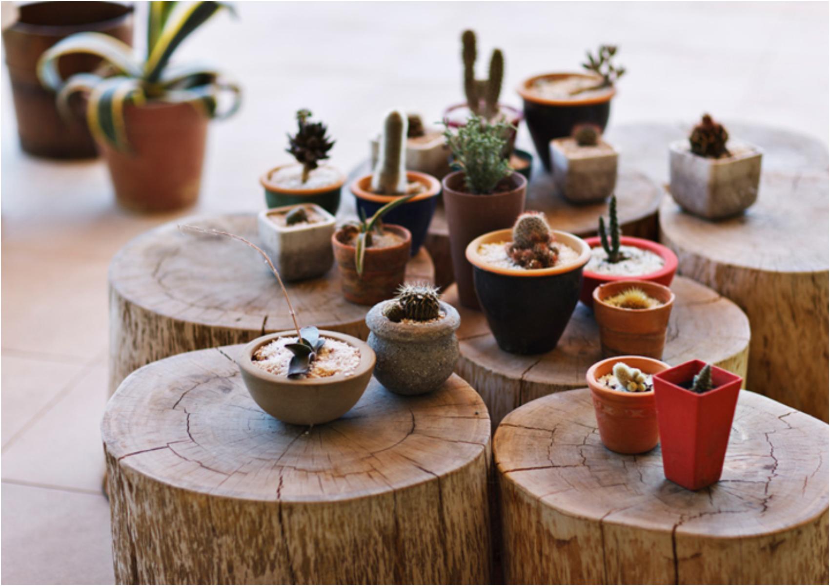 Τι να κάνετε μην ξεραθούν τα λουλούδια και τα φυτά σας όταν πάτε διακοπές