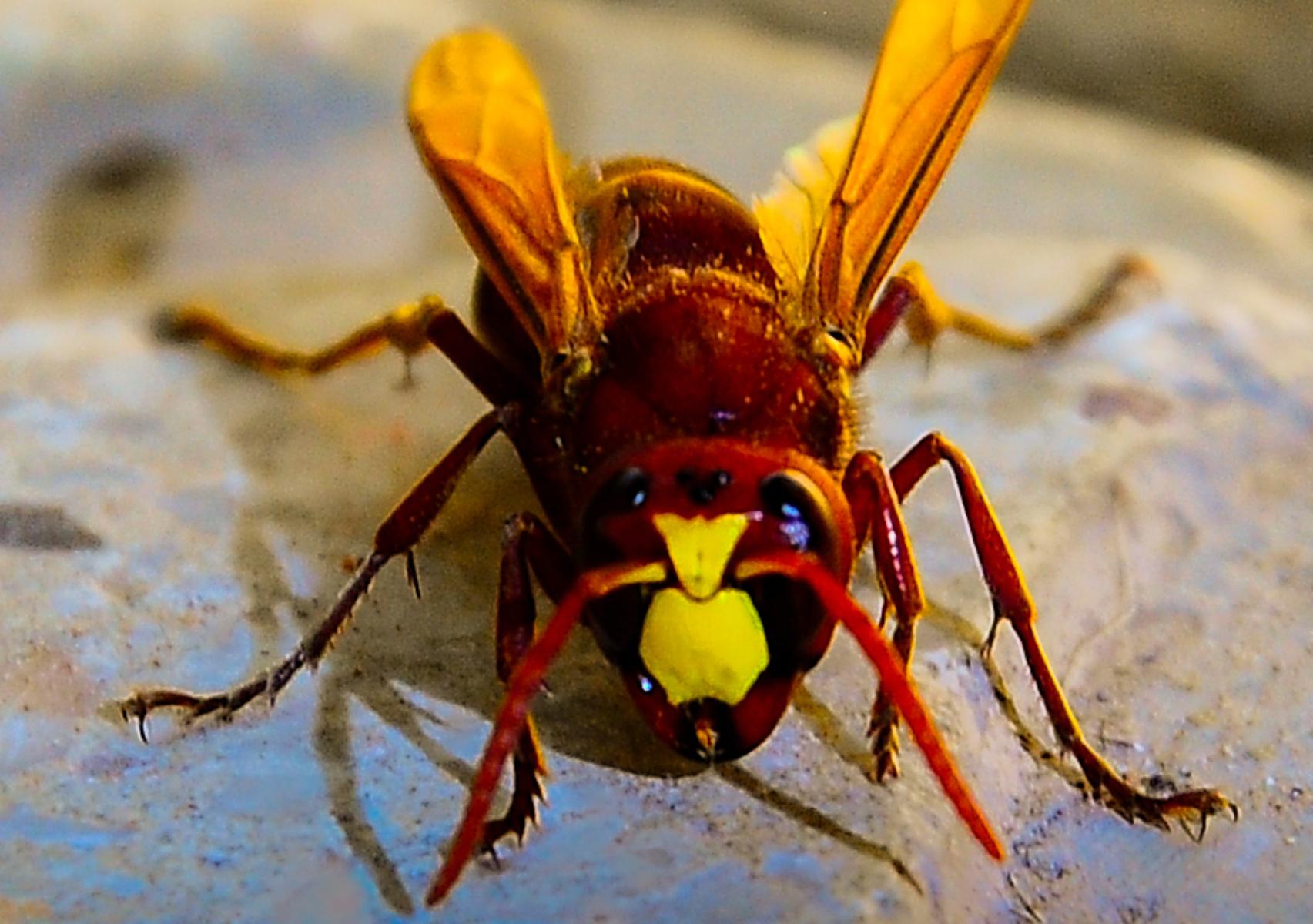 Σκούρκος ή Σερσένι στον κήπο και το σπίτι: Το σαρκοφάγο έντομο με το επώδυνο τσίμπημα και πως να απαλλαγείτε χωρίς εντομοκτόνα