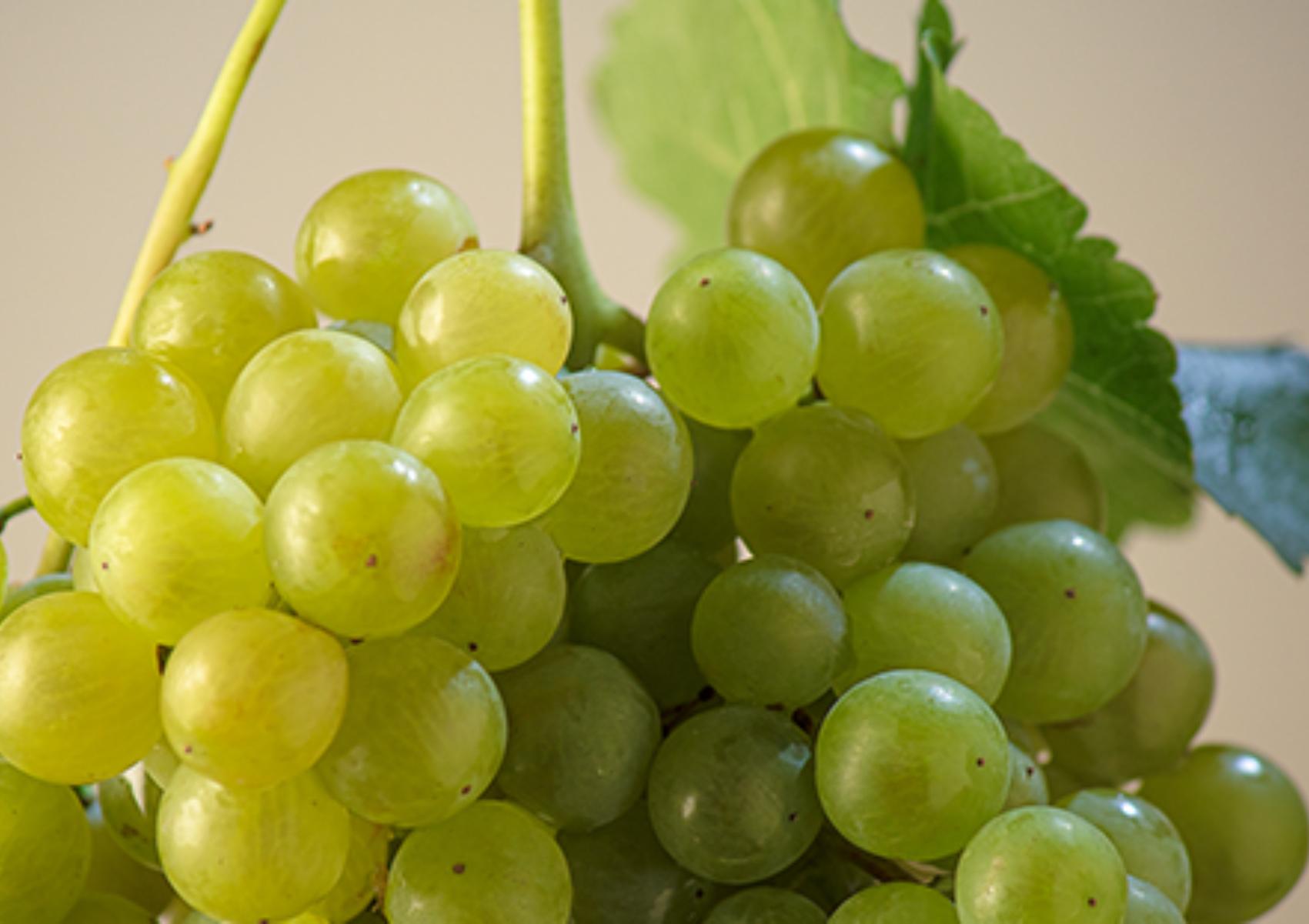 τσαμπί-με-σταφύλια