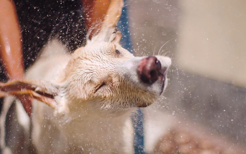 πως-να-δροσίσουμε-τα-κατοικίδια-γάτες-σκύλοι-στον-καύσωνα-