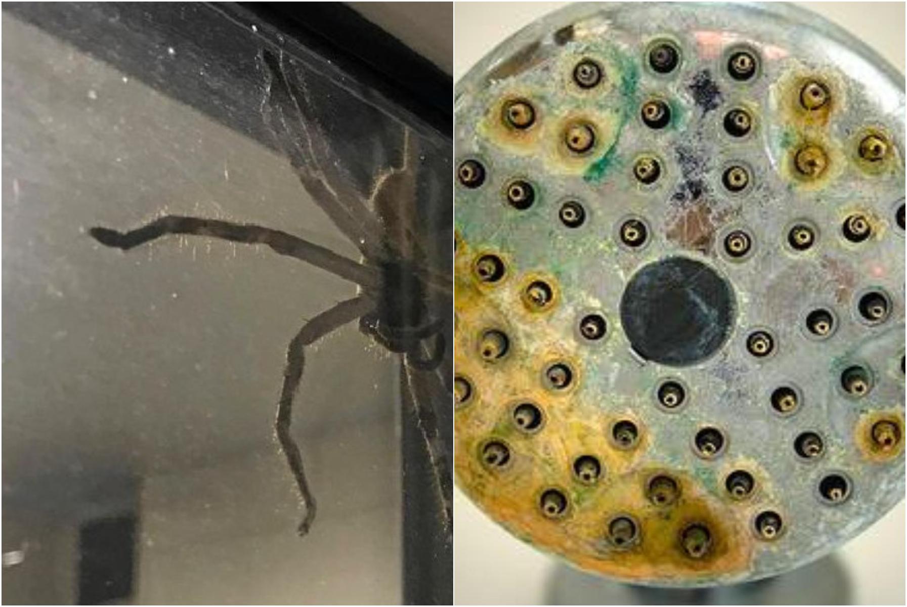 Σκόνη λίπη άλατα και ιστοί αράχνης στο σπίτι: 10 Tips καθαριότητας από ειδικό για όσους απεχθάνονται τις δουλειές του σπιτιού