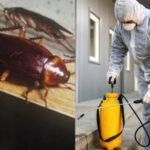 Κατσαρίδες: Τι μπορείτε να κάνετε όταν οι γείτονες δεν συμφωνούν στην απεντόμωση της πολυκατοικίας