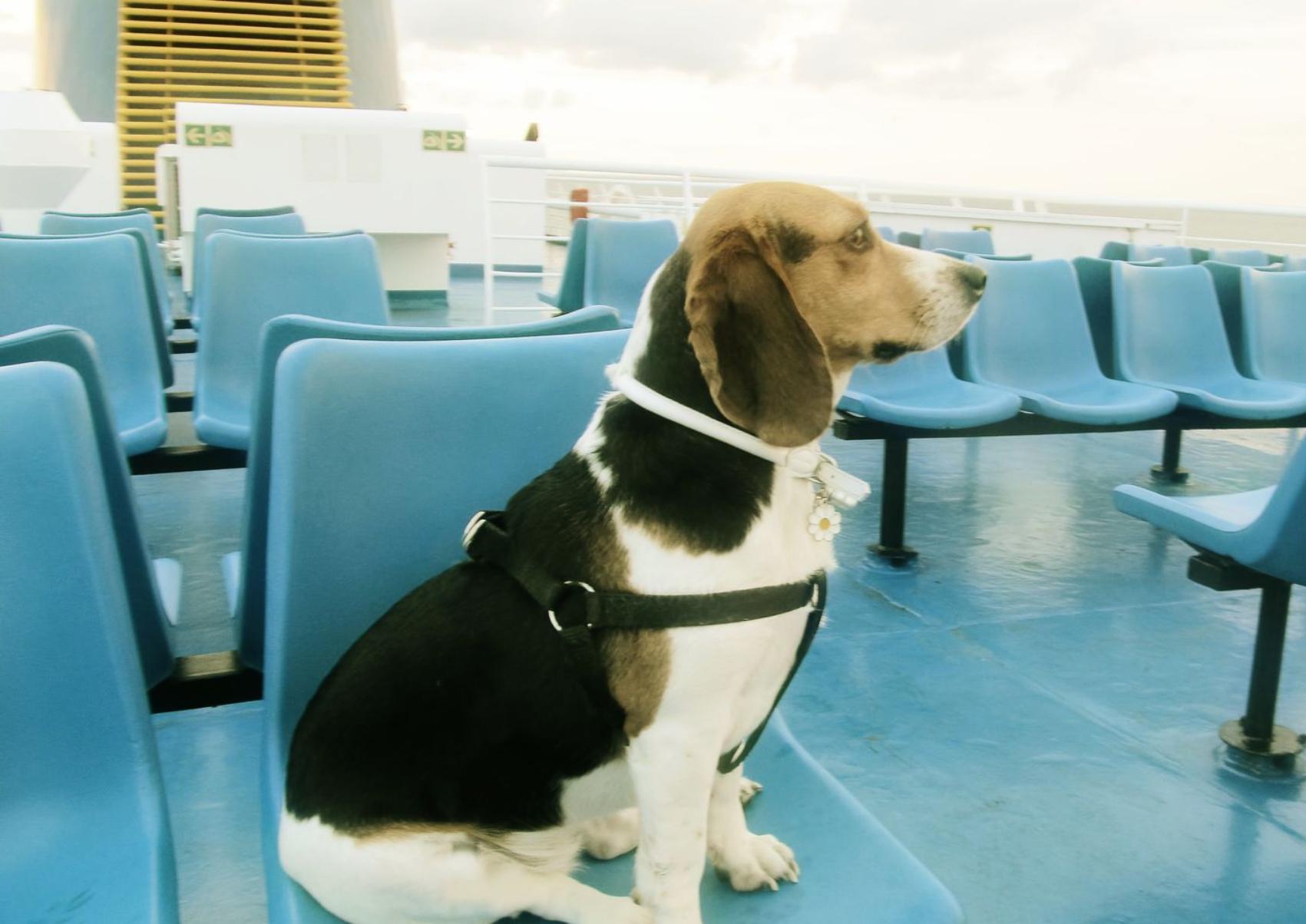 Ταξίδι με το κατοικίδιο σας στο πλοίο: Όλα όσα πρέπει να ξέρετε