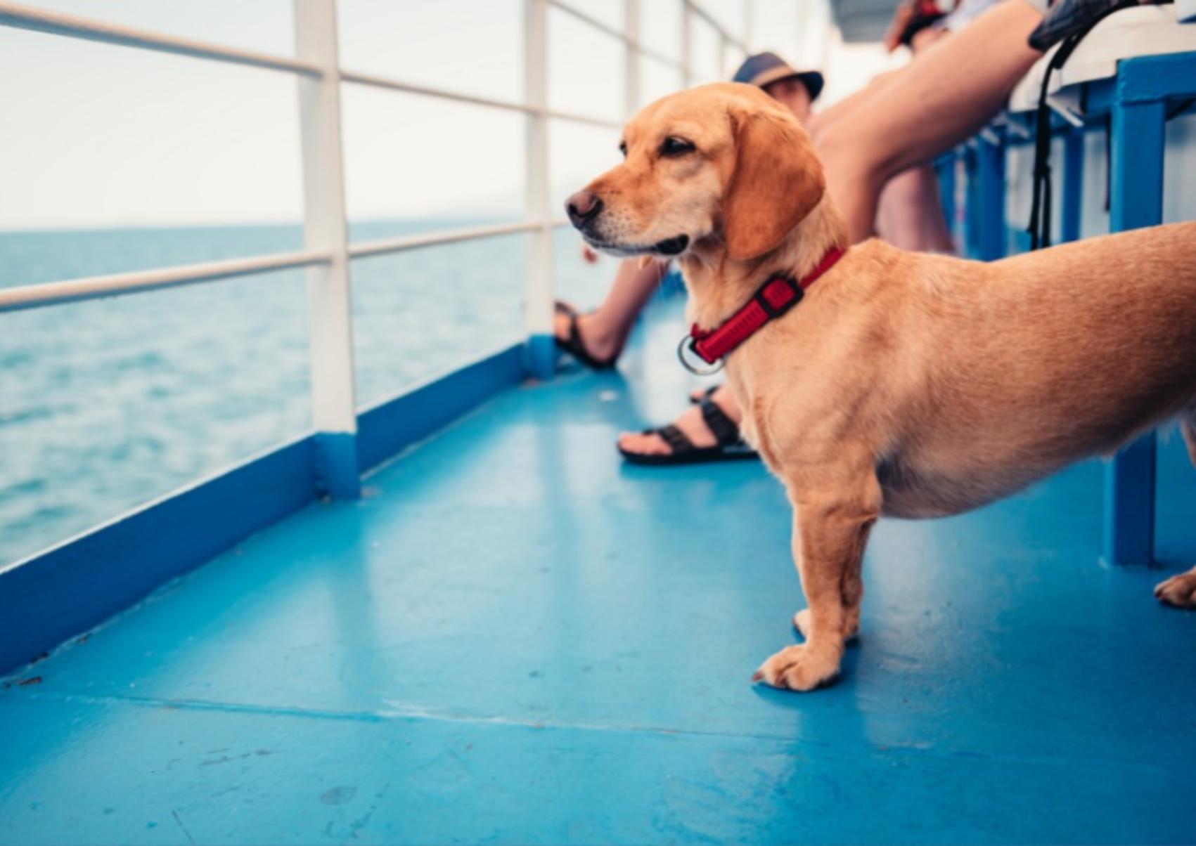 Ταξίδι με το κατοικίδιο σας στο πλοίο: Όλα όσα πρέπει να ξέρετε