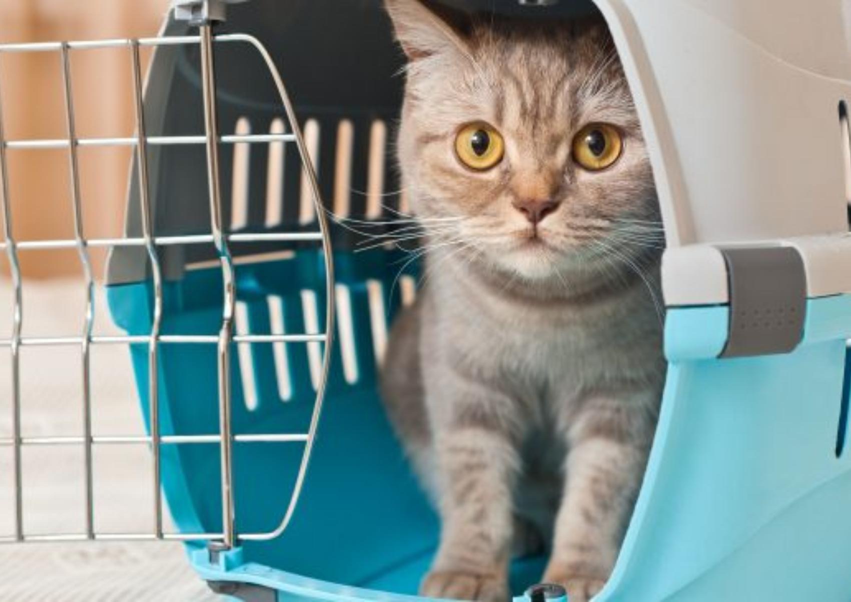 Ταξίδι με το κατοικίδιο σας στο πλοίο: Όλα όσα πρέπει να ξέρετε