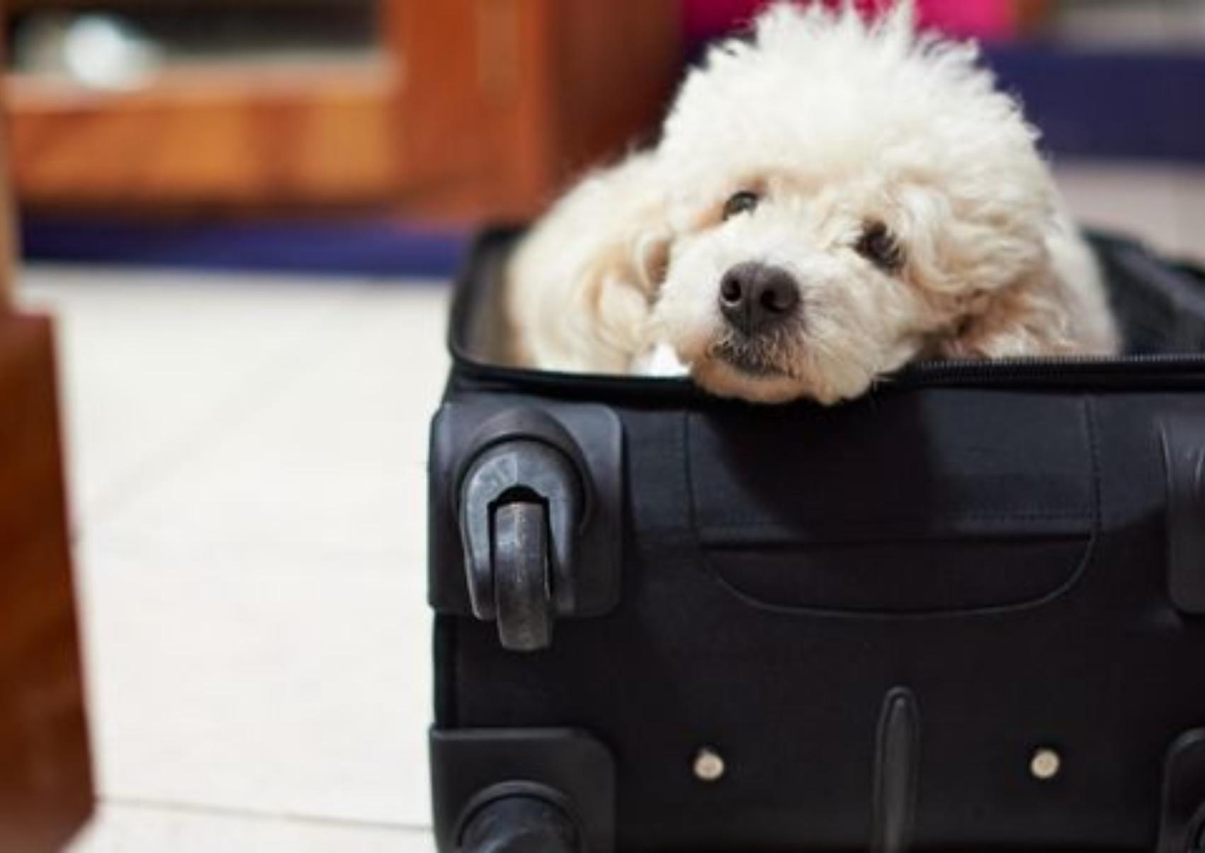 Ταξίδι με το κατοικίδιο σας στο πλοίο: Όλα όσα πρέπει να ξέρετε