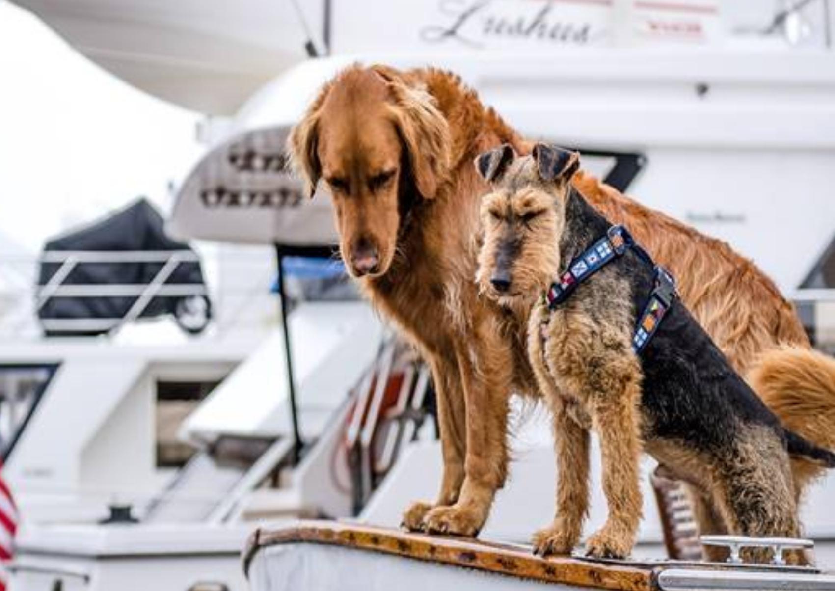Ταξίδι με το κατοικίδιο σας στο πλοίο: Όλα όσα πρέπει να ξέρετε