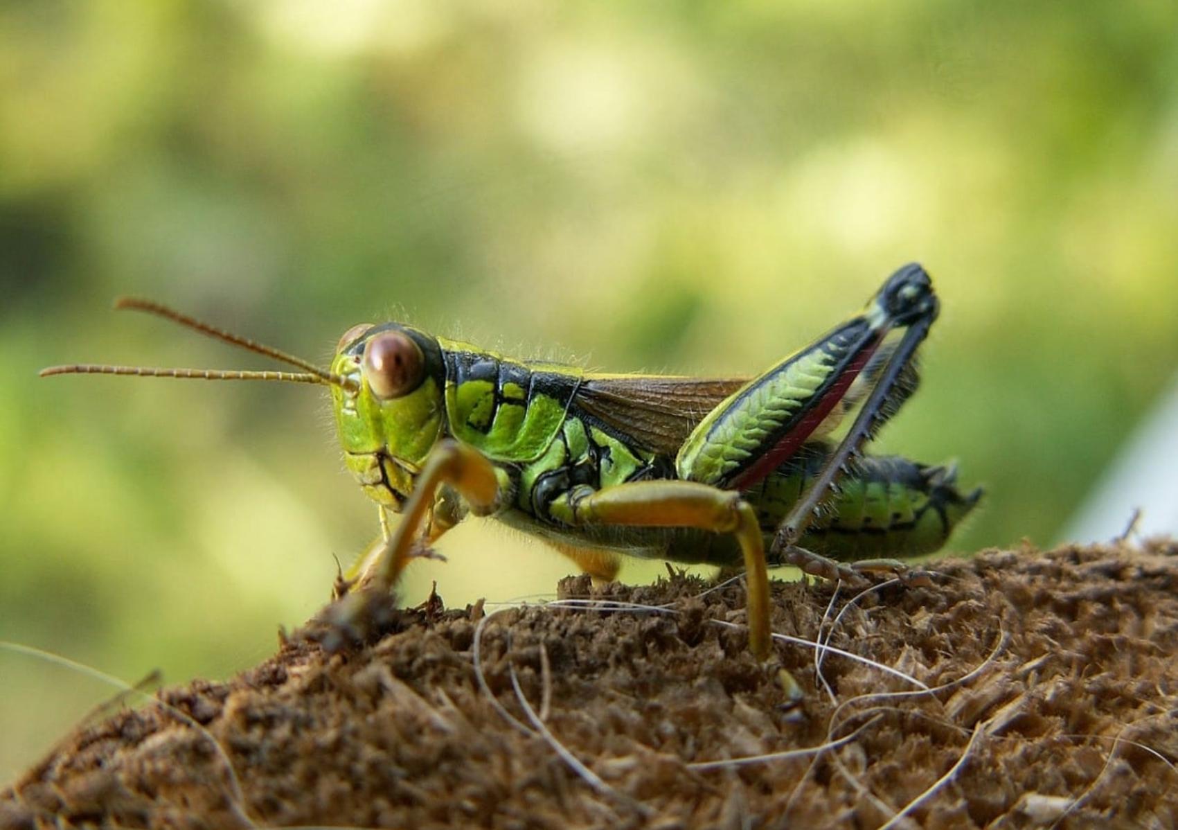 Ακρίδες στο μπαλκόνι και την αυλή: Πως να τις διώξετε πριν καταστρέψουν τα λουλούδια και τα δέντρα σας