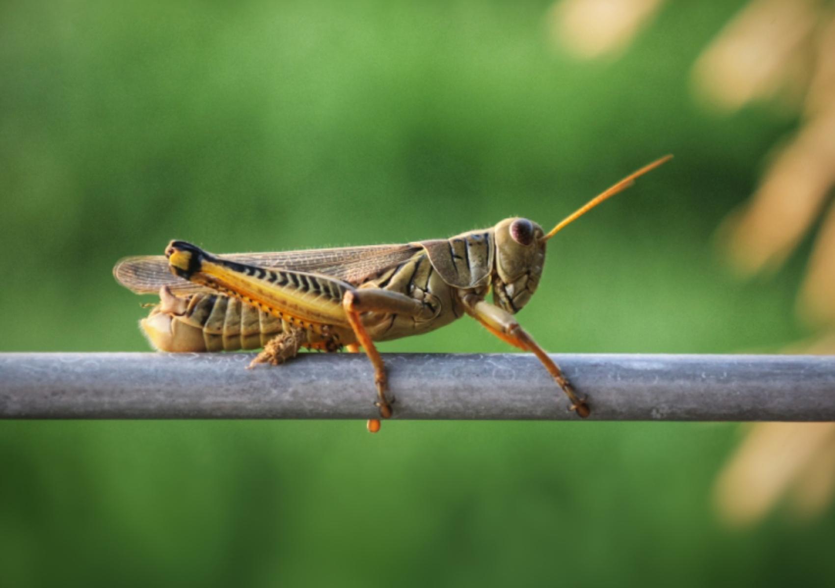 Ακρίδες στο μπαλκόνι και την αυλή: Πως να τις διώξετε πριν καταστρέψουν τα λουλούδια και τα δέντρα σας