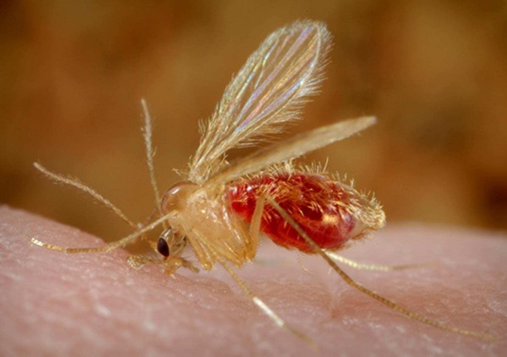 Σκνίπες: Οι αρρώστιες που μεταφέρουν και πως να τις διώξετε οριστικά από το σπίτι