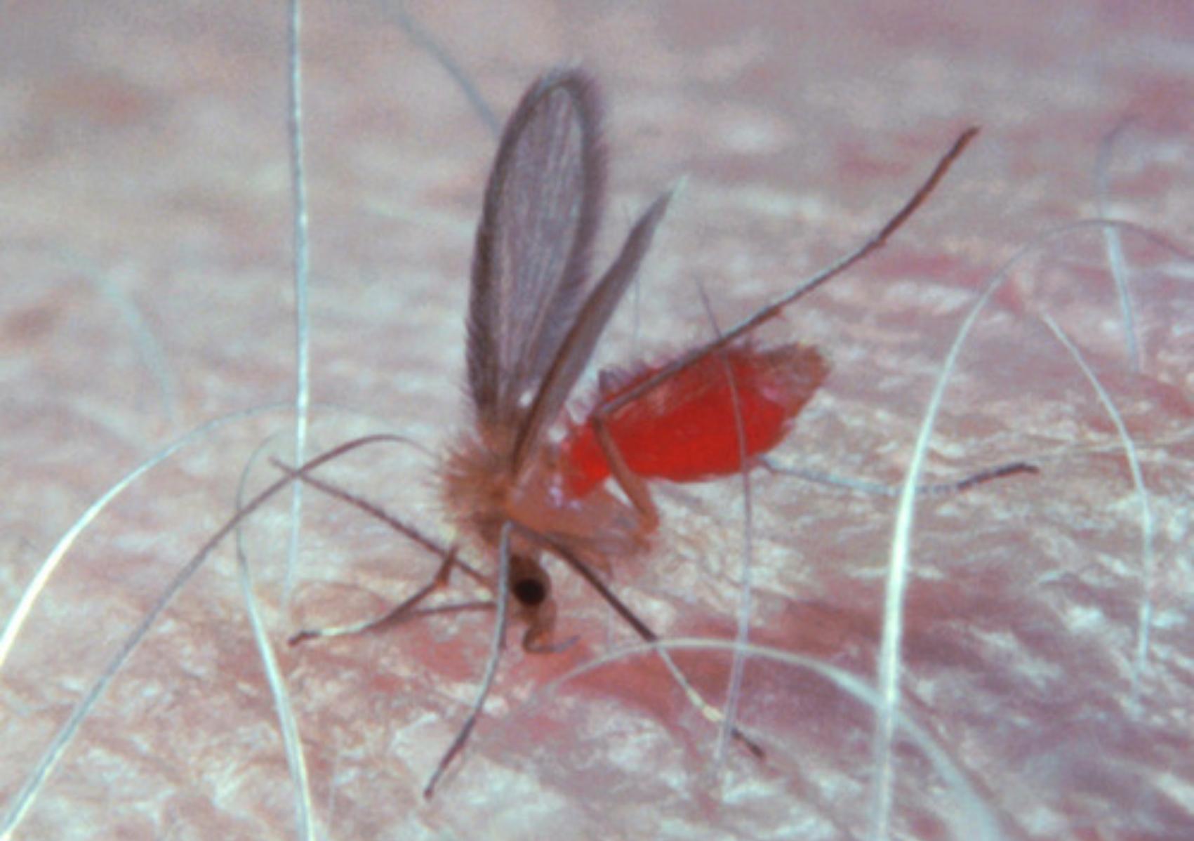 Σκνίπες: Οι αρρώστιες που μεταφέρουν και πως να τις διώξετε οριστικά από το σπίτι