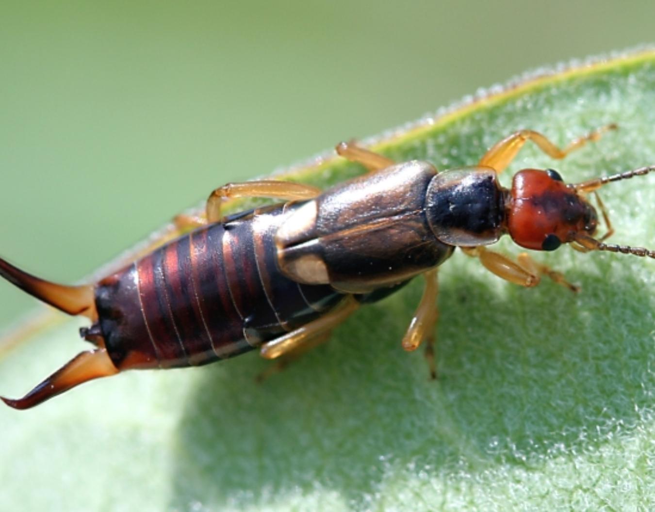 Ψαλίδες-στα-απλωμένα-ρούχα-εξαφανίστε-τες-με-φύλλα-δάφνης