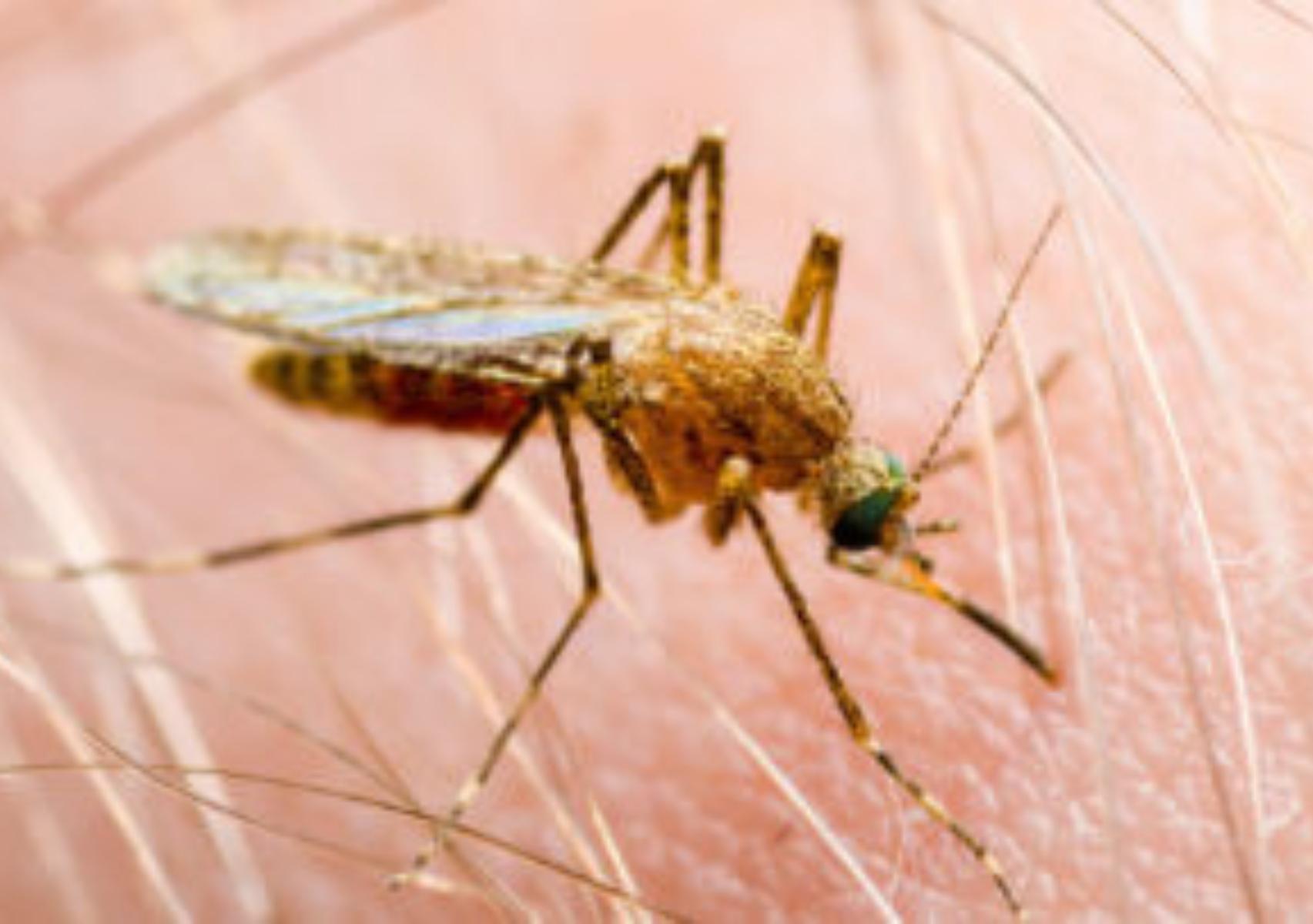 Μύγα της άμμου: Πως να τις αναγνωρίσετε τι προκαλεί το τσίμπημα της και πως να τις κρατήσετε μακριά