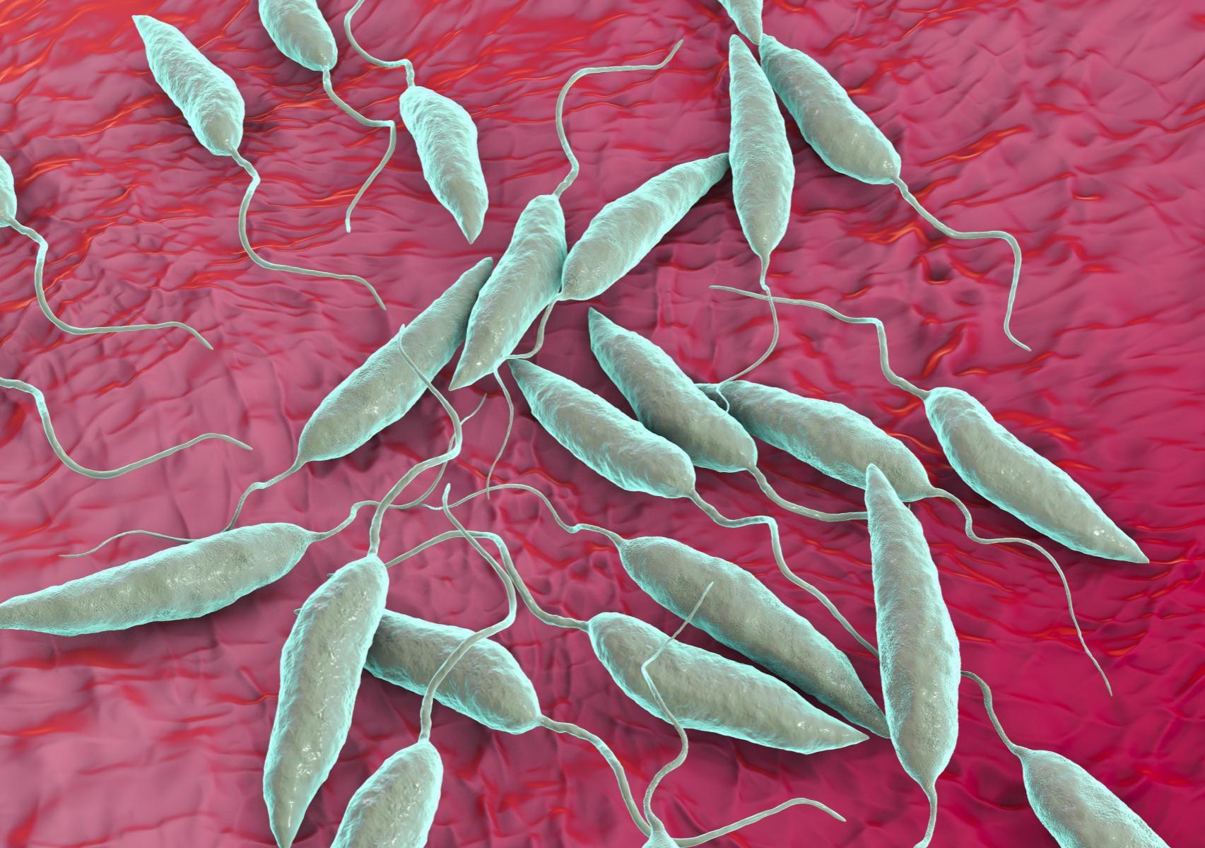 Μύγα της άμμου: Πως να τις αναγνωρίσετε τι προκαλεί το τσίμπημα της και πως να τις κρατήσετε μακριά