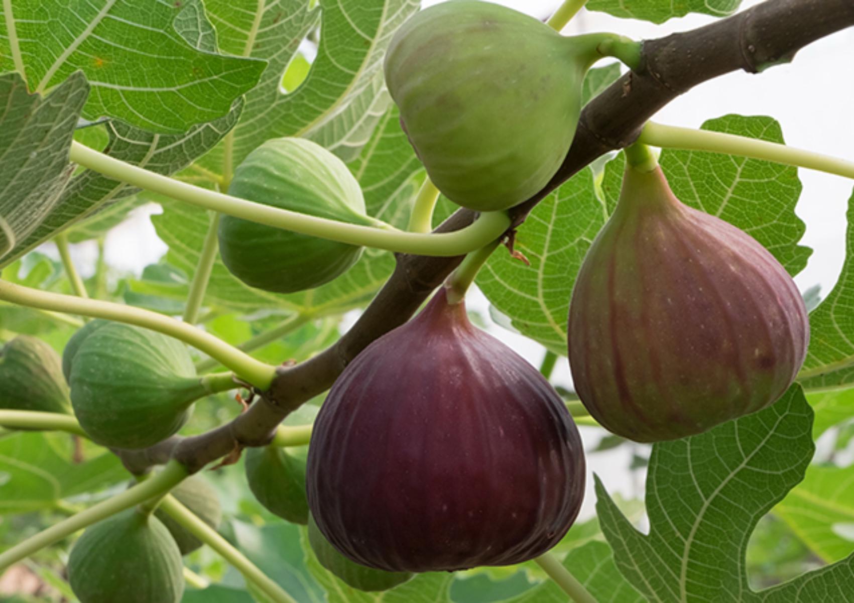 Σύκο: Η διατροφική αξία του και πως βοηθάει τον οργανισμό