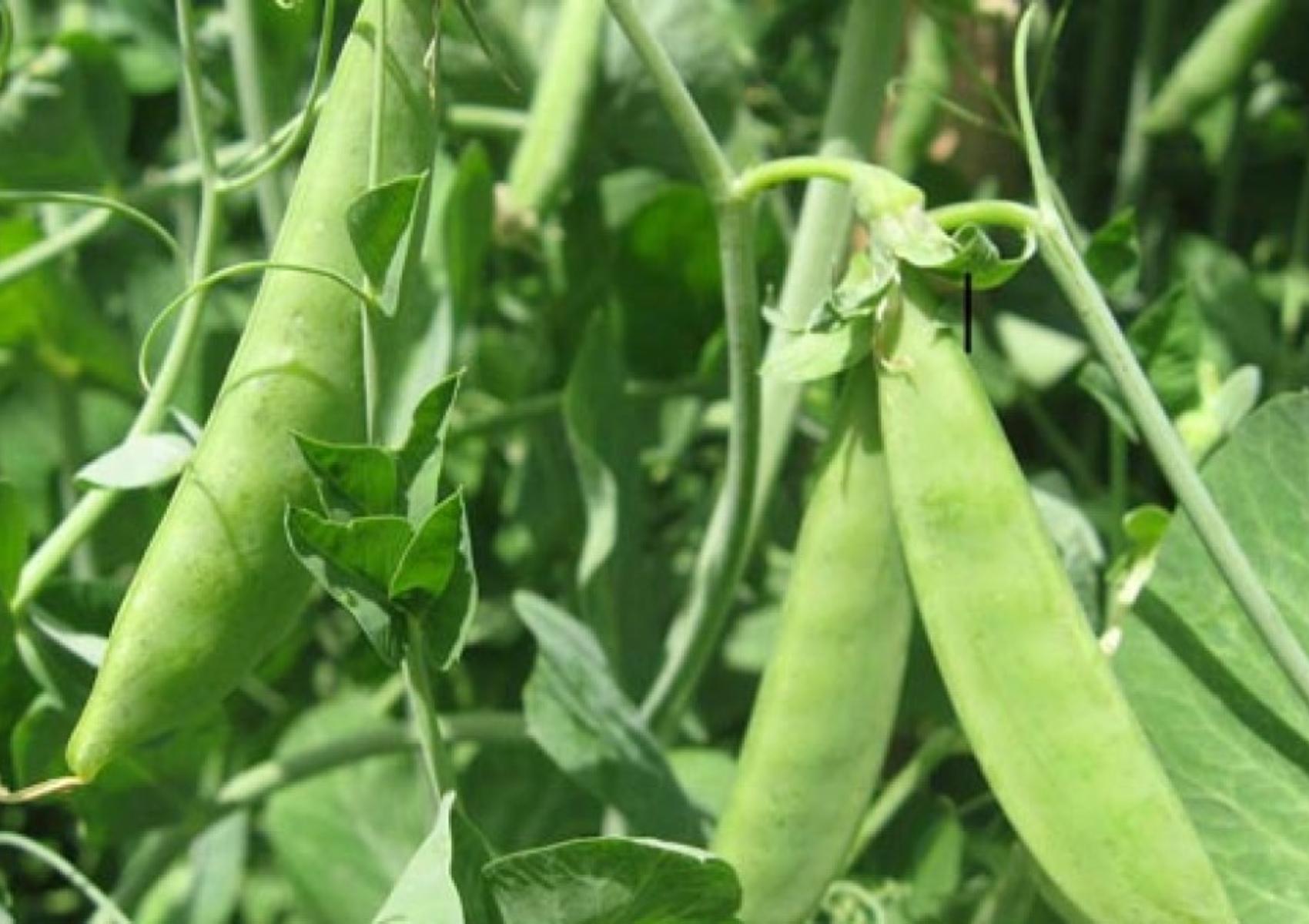 Φρέσκα Φασολάκια: Η διατροφική αξία τους και πως βοηθάνε τον οργανισμό