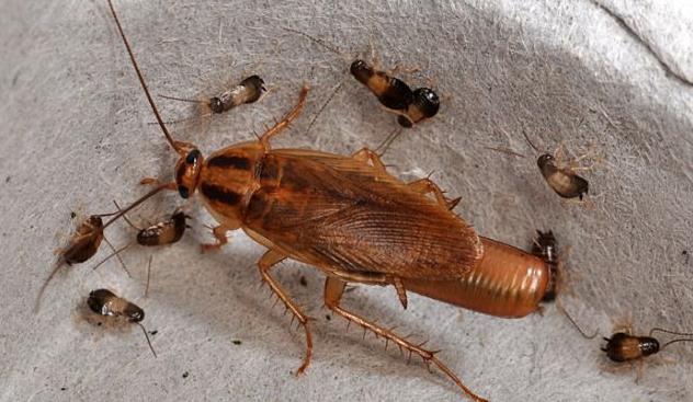 Καθαριστικό για το πάτωμα που κρατάει μακριά τα έντομα για πολύ καιρό