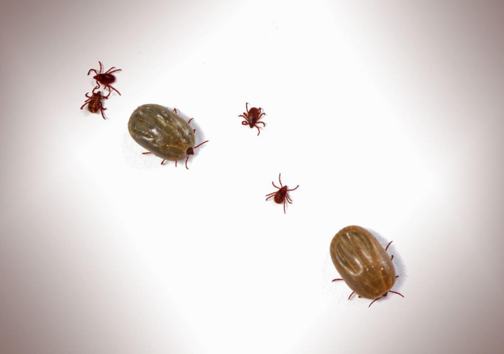 Τσιμπούρια στο σπίτι και την αυλή: Πως να τα διώξετε και να τα κρατήσετε μακριά