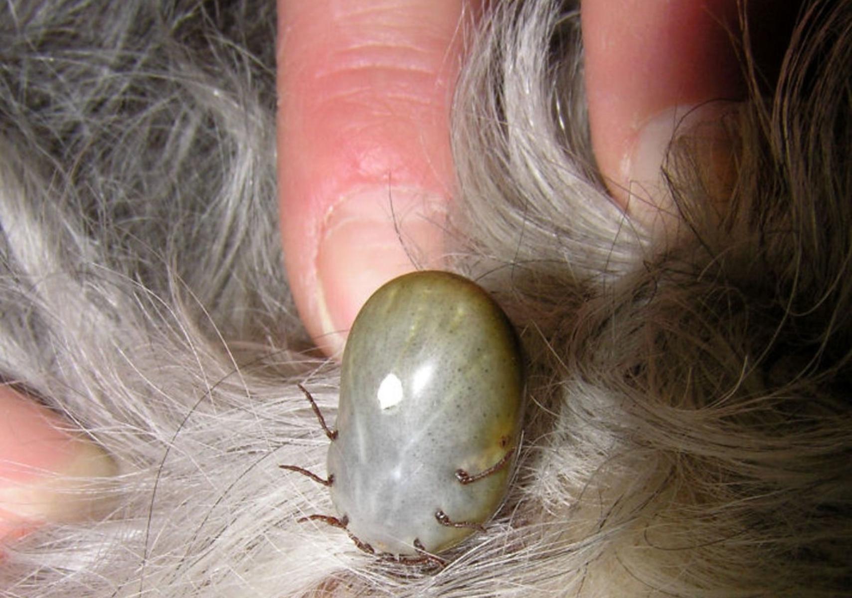 Τσιμπούρια στο σπίτι και την αυλή: Πως να τα διώξετε και να τα κρατήσετε μακριά