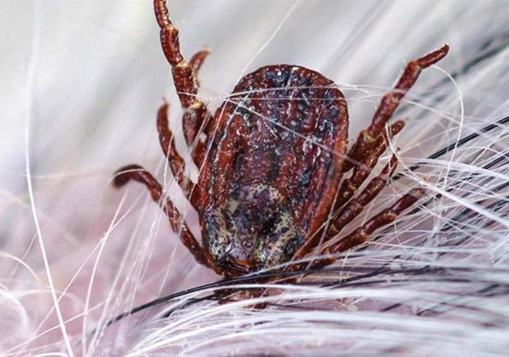 Τσιμπούρια στο σπίτι και την αυλή: Πως να τα διώξετε και να τα κρατήσετε μακριά
