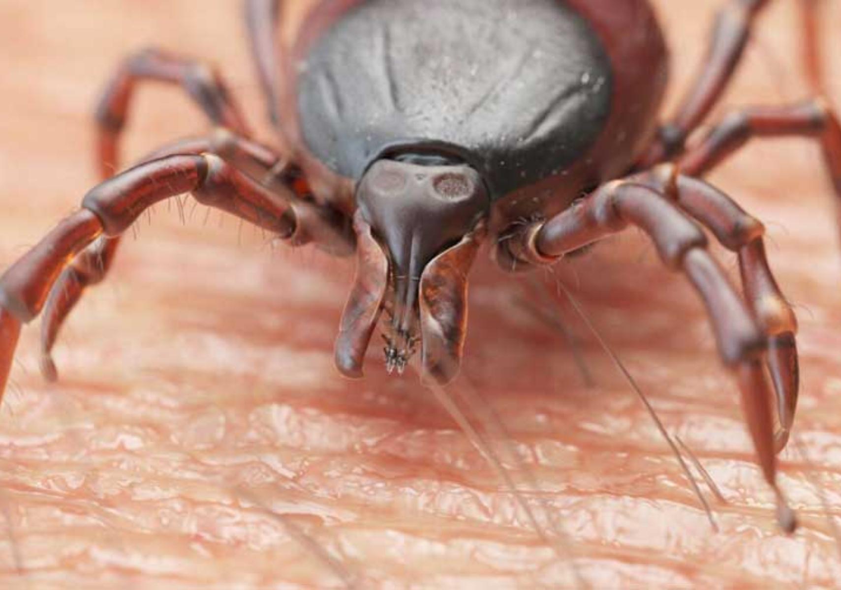 Τσιμπούρια στο σπίτι και την αυλή: Πως να τα διώξετε και να τα κρατήσετε μακριά