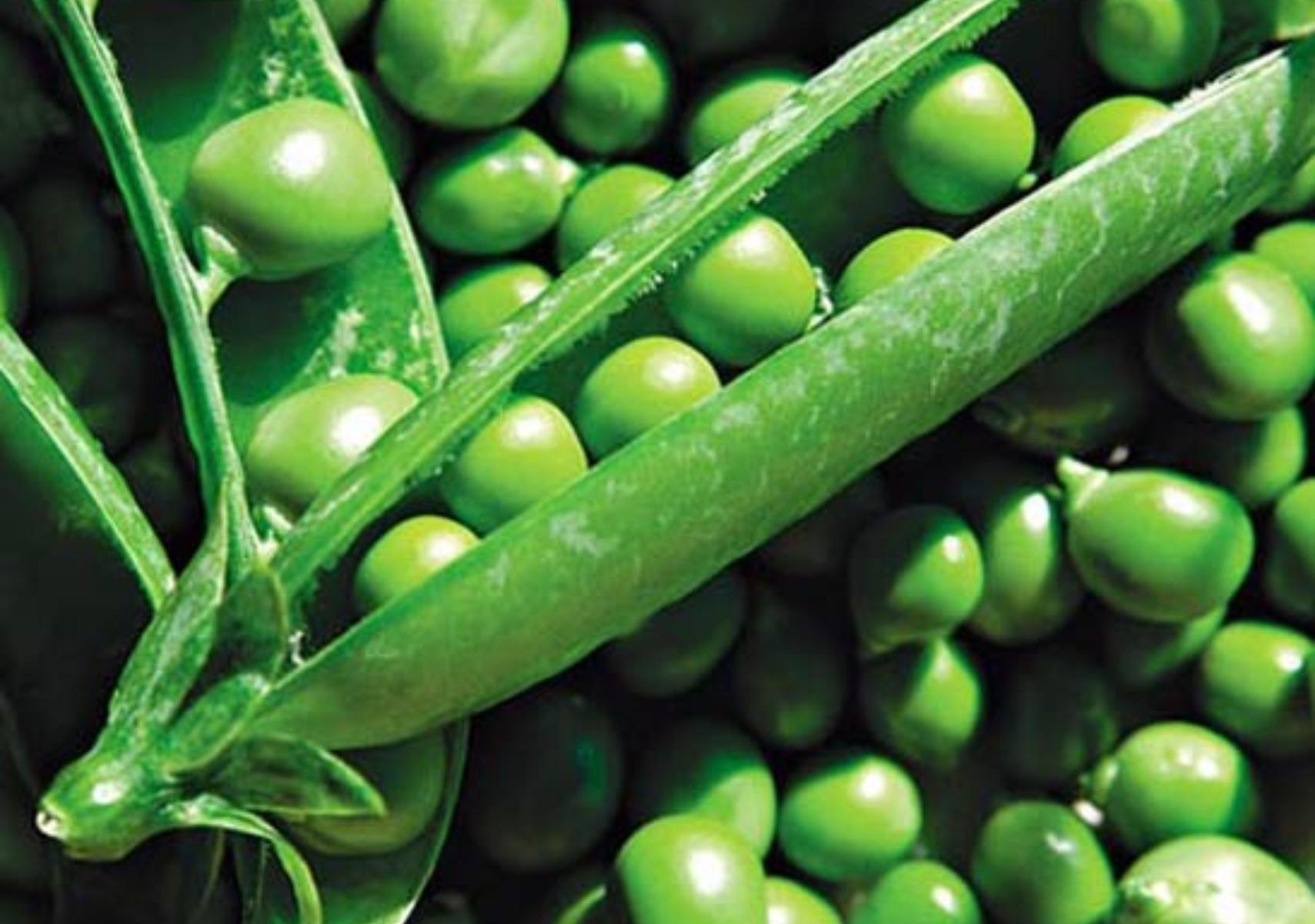 Αρακάς: Η διατροφική αξία του και πως βοηθάει τον οργανισμό