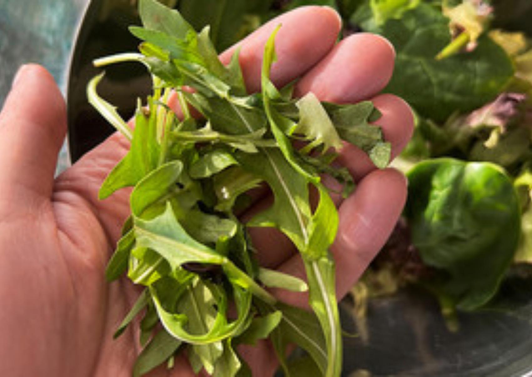 Ρόκα: Η διατροφική αξία της  και πως βοηθάει τον οργανισμό