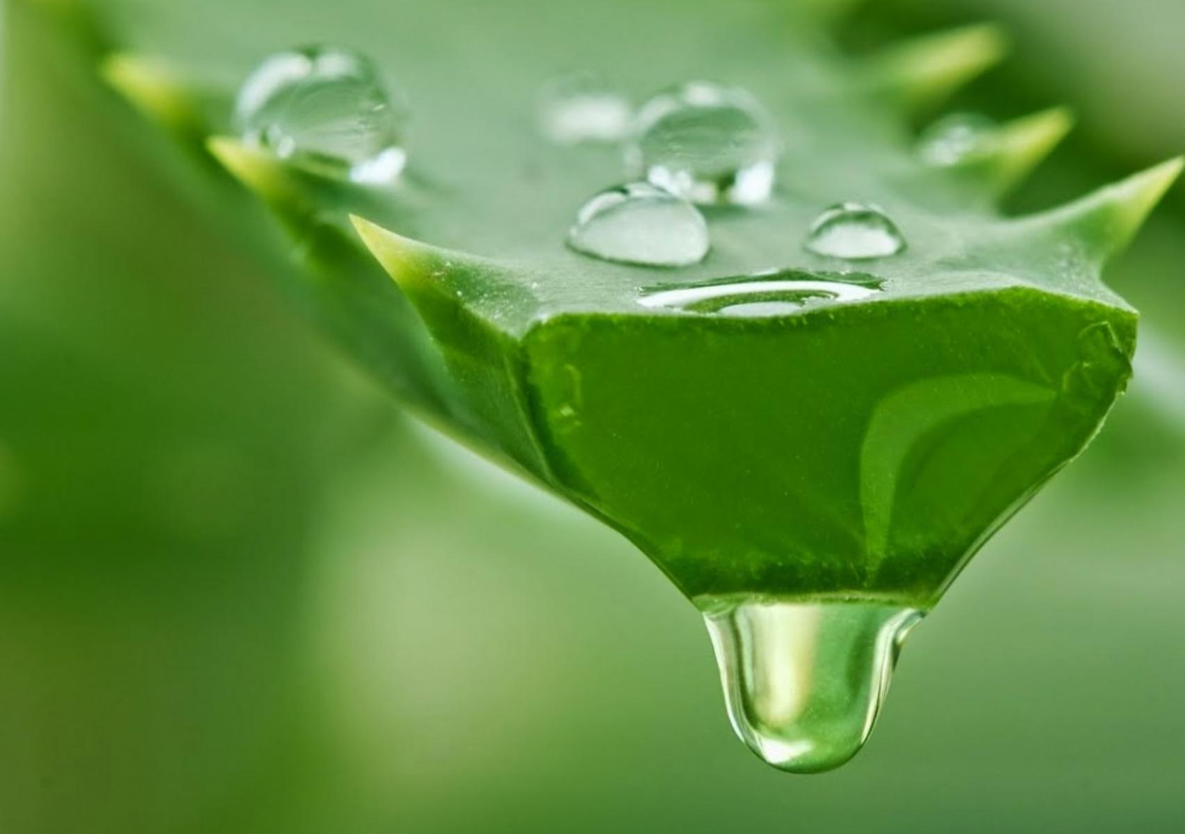 Αλόη: Η διατροφική αξία της και πως βοηθάει τον οργανισμό
