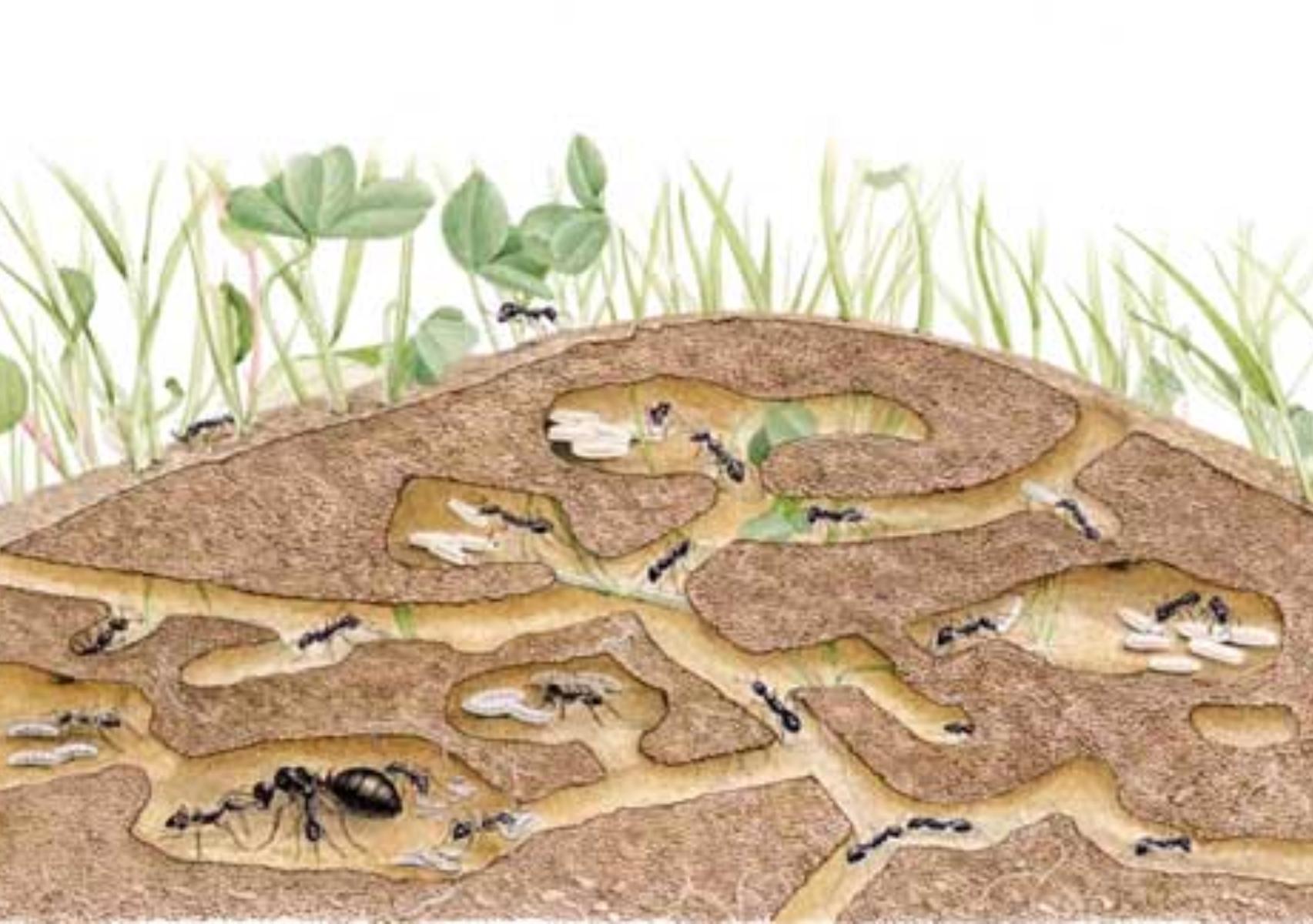 Μεγάλα μαύρα μυρμήγκια στο μπαλκόνι τον κήπο και το σπίτι: Πως να τα διώξετε μια και καλή