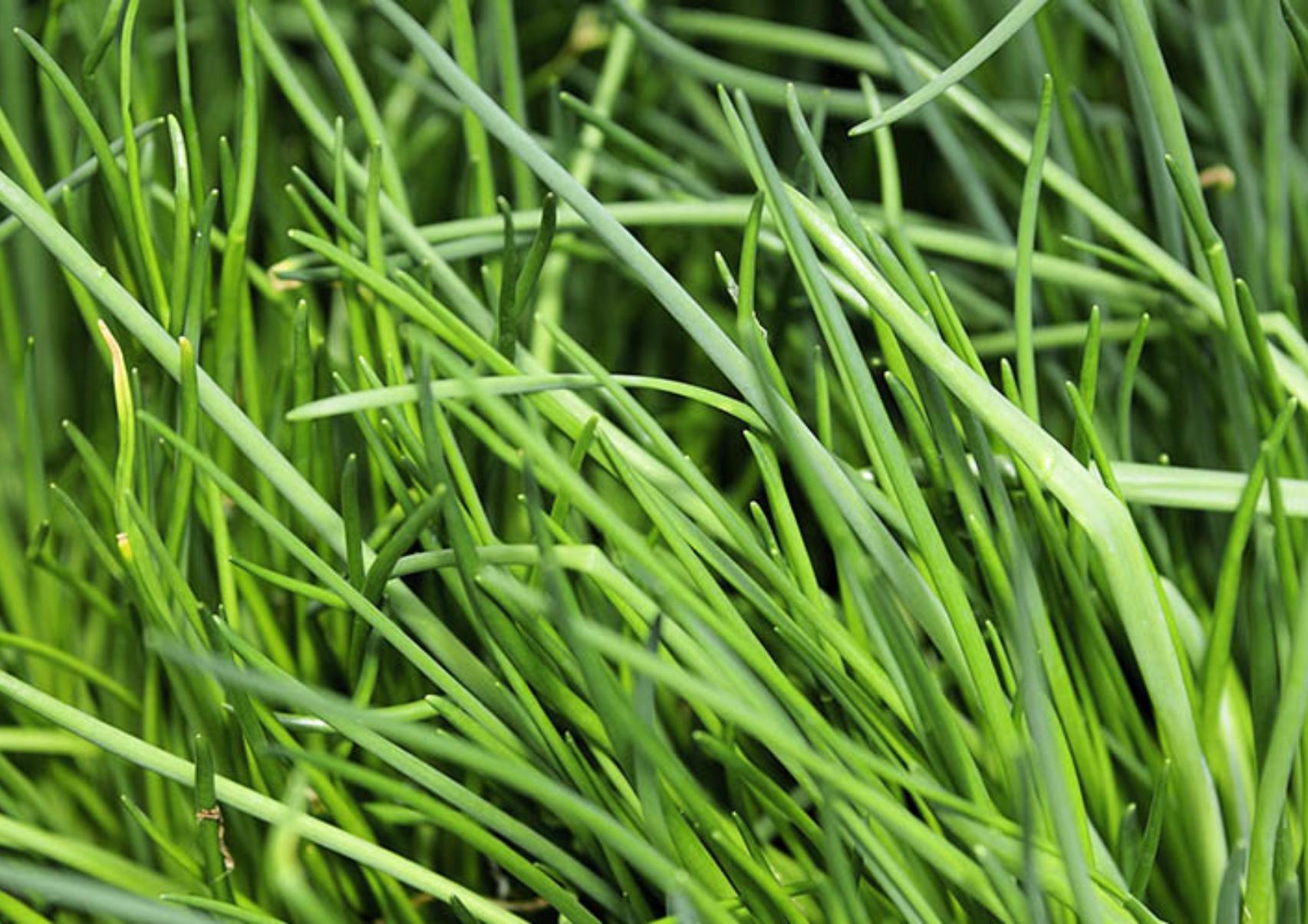 Πως να φυτέψεις σχοινόπρασο σε γλάστρα ή στο κήπο: Όλα τα μυστικά από ειδικό