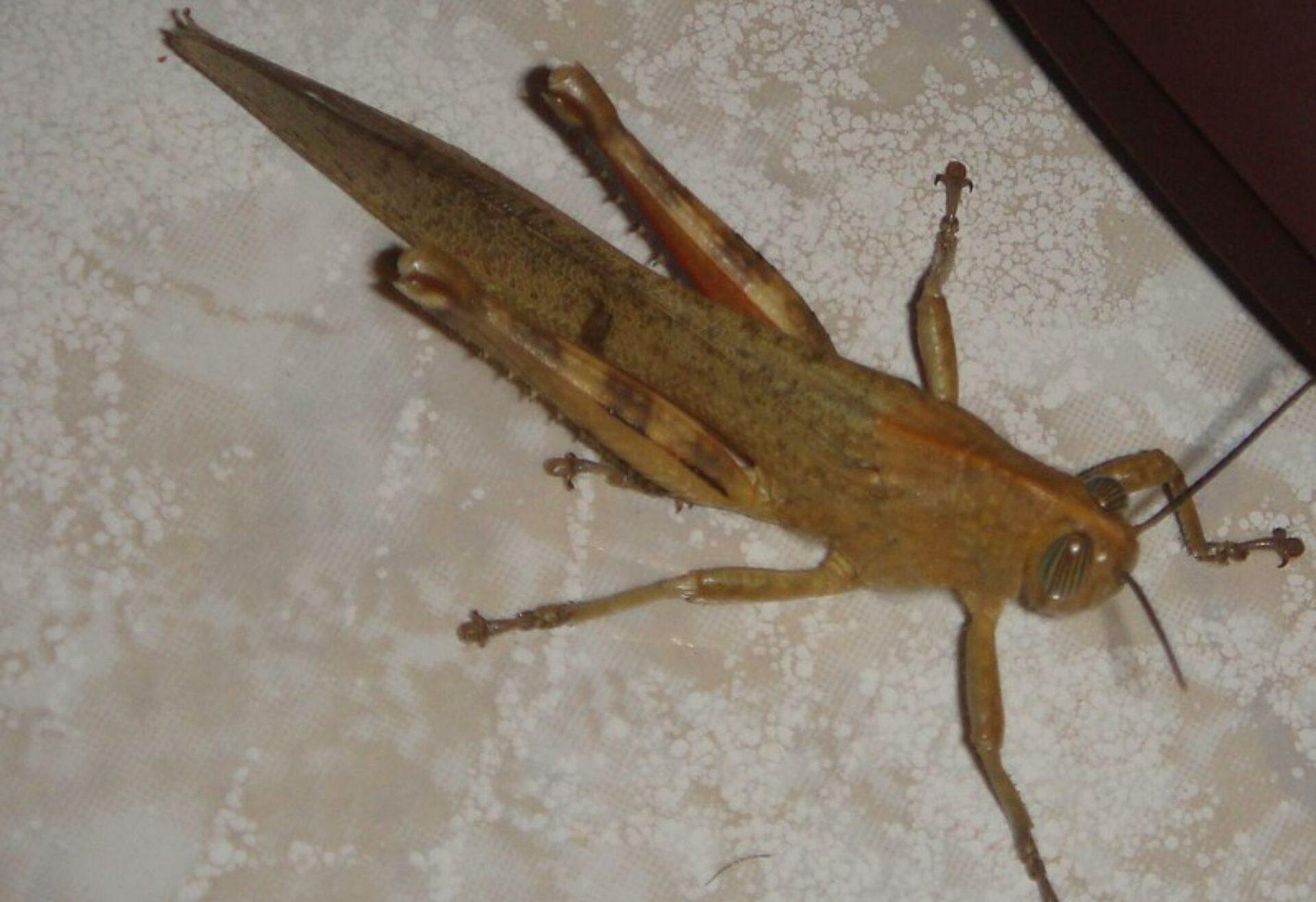 Ακρίδες στο μπαλκόνι και την αυλή: Πως να τις διώξετε πριν καταστρέψουν τα λουλούδια και τα δέντρα σας