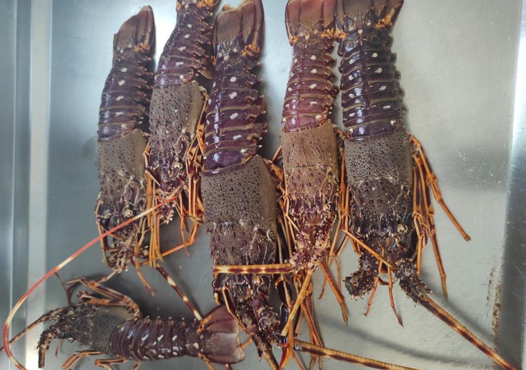 Σκύρος: Το μαγικό νησί των Σποράδων ιδανικό για οικογενειακές διακοπές