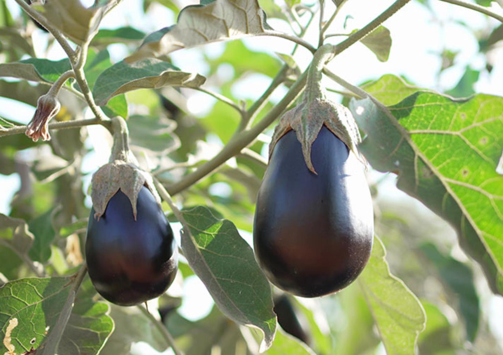 Μελιτζάνα: Η διατροφική αξία της και πως βοηθάει τον οργανισμό