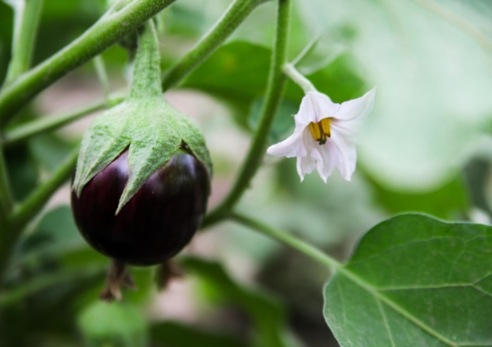Μελιτζάνα: Η διατροφική αξία της και πως βοηθάει τον οργανισμό