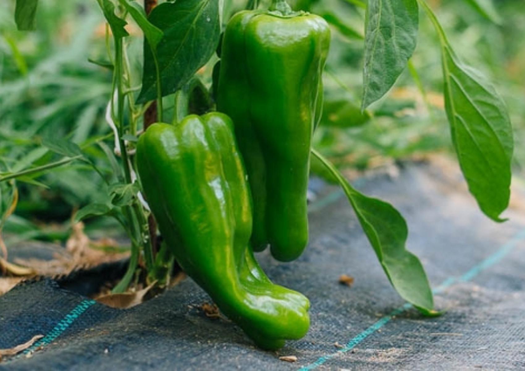 Πράσινη πιπεριά: Η διατροφική αξία της και πως βοηθάει τον οργανισμό