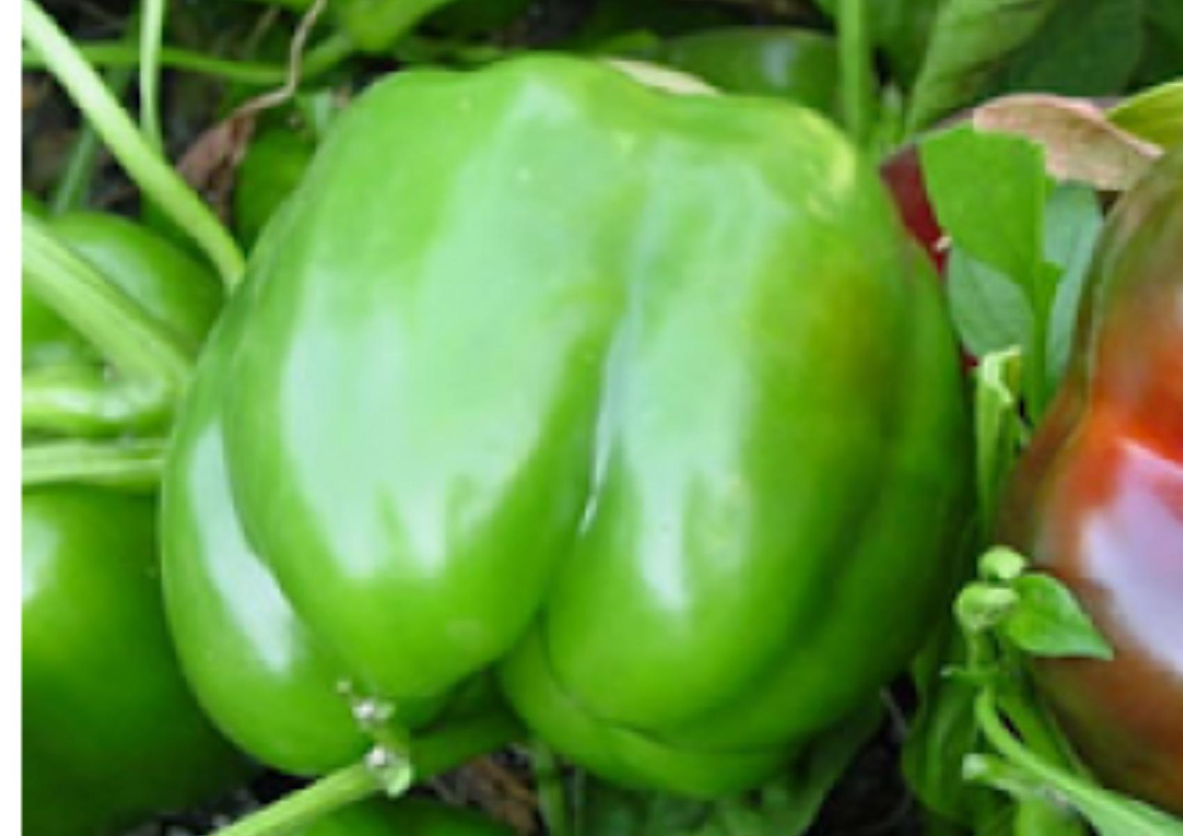 Πράσινη πιπεριά: Η διατροφική αξία της και πως βοηθάει τον οργανισμό