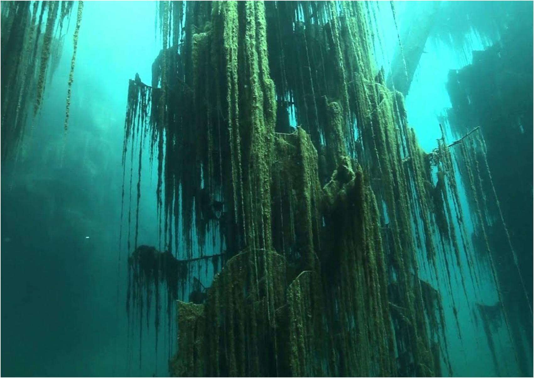 Villa Traful: Το βυθισμένο δάσος στην Kaindy Lake που μοιάζει βγαλμένο από παραμύθι