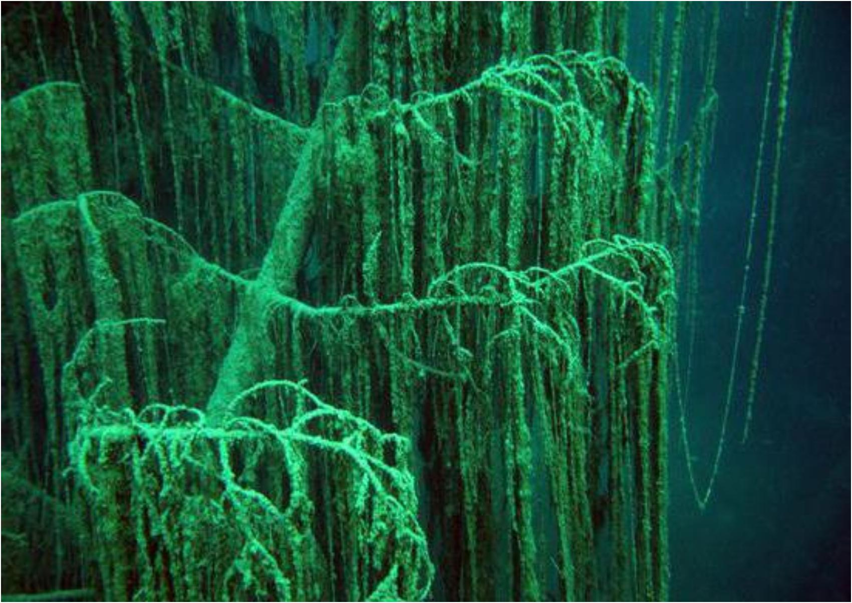 Villa Traful: Το βυθισμένο δάσος στην Kaindy Lake που μοιάζει βγαλμένο από παραμύθι