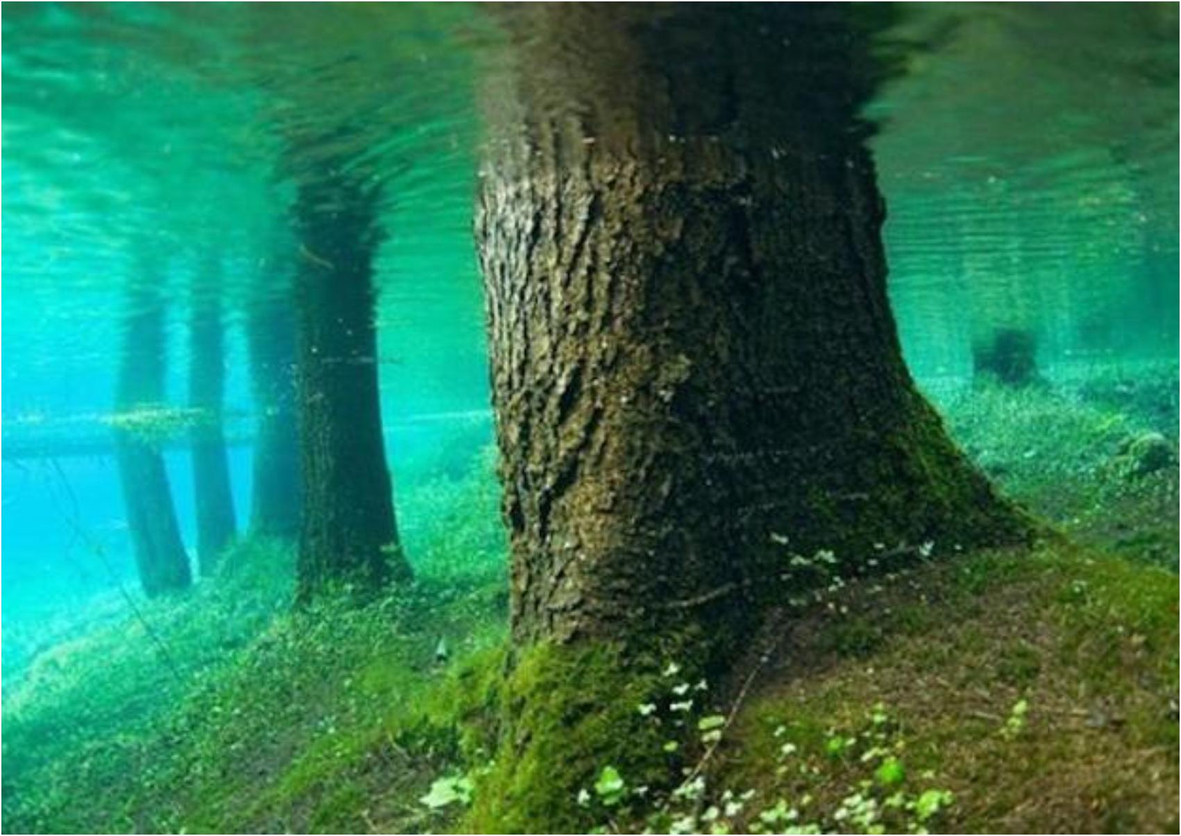 Villa Traful: Το βυθισμένο δάσος στην Kaindy Lake που μοιάζει βγαλμένο από παραμύθι