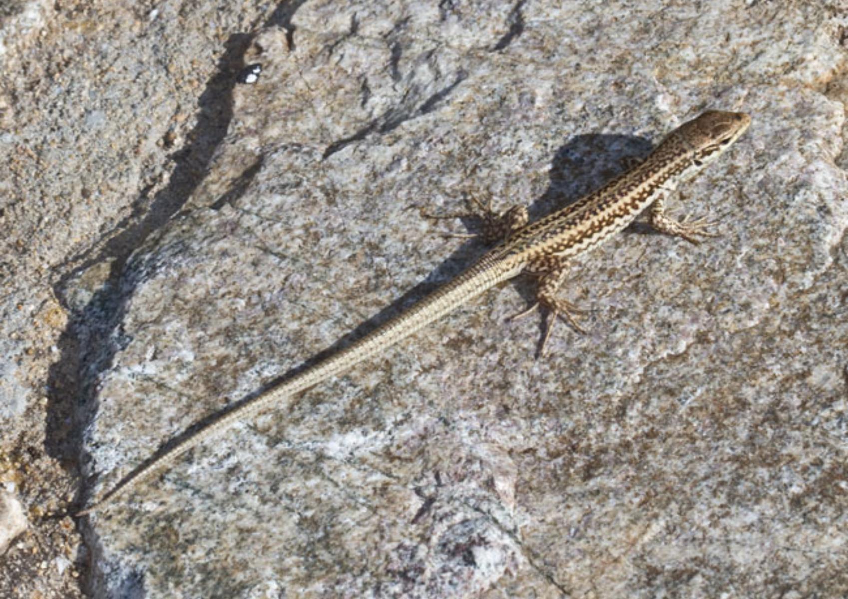 Σαύρες στο σπίτι την αυλή και το μπαλκόνι: Πως να τις διώξεις με φυσικούς τρόπους