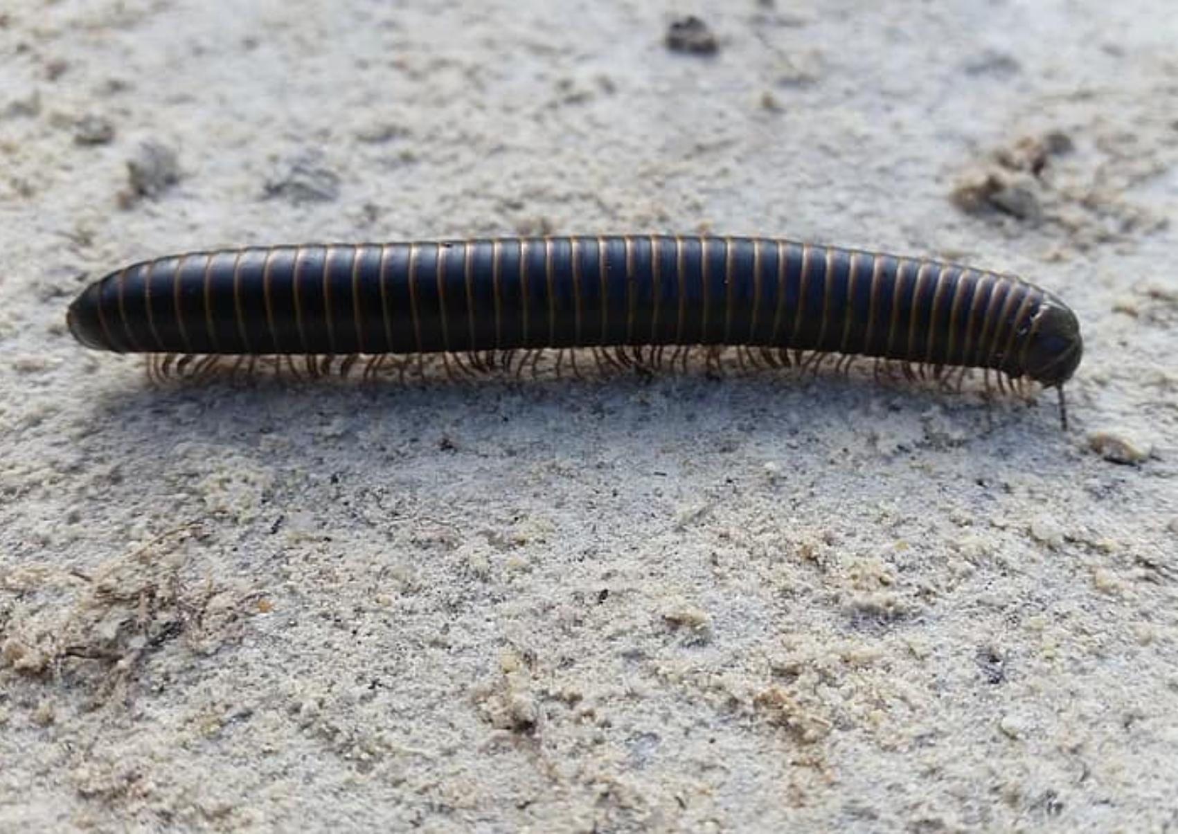Μαύρα μεγάλα σκουλήκια που βρωμάνε στο σπίτι: Πως να τα διώξετε και να τα κρατήσετε μακριά