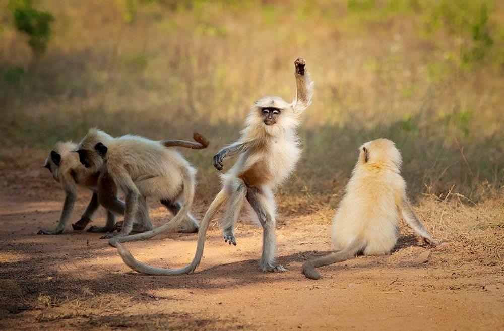 Άγρια-ζώα-της-ζούγκλας-στις-πιο-ξεκαρδιστικές-τους-στιγμές-πίθηκοι-που-κάνουν-capoeira Άγρια-ζώα-της-ζούγκλας-στις-πιο-ξεκαρδιστικές-τους-στιγμές-πίθηκοι-που-κάνουν-capoeira
