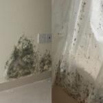 Μούχλα στο σπίτι λόγω ζέστης: Πως να την εξαφανίσετε από τοίχους υφάσματα και επιφάνειες