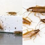 Ψιλό κατσαριδάκι στο σπίτι: Πως να το διώξετε οριστικά