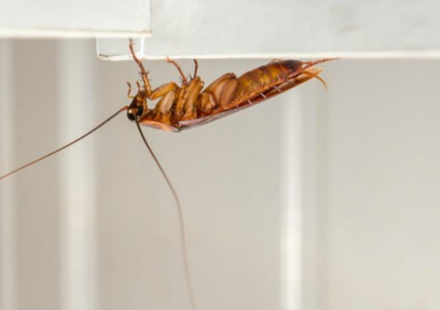 Ψιλό κατσαριδάκι στο σπίτι: Πως να το διώξετε οριστικά