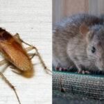 Κατσαρίδες μυρμήγκια και ποντίκια στο σπίτι: Το καθαριστικό που τα εξοντώνει με μια μόλις εφαρμογή