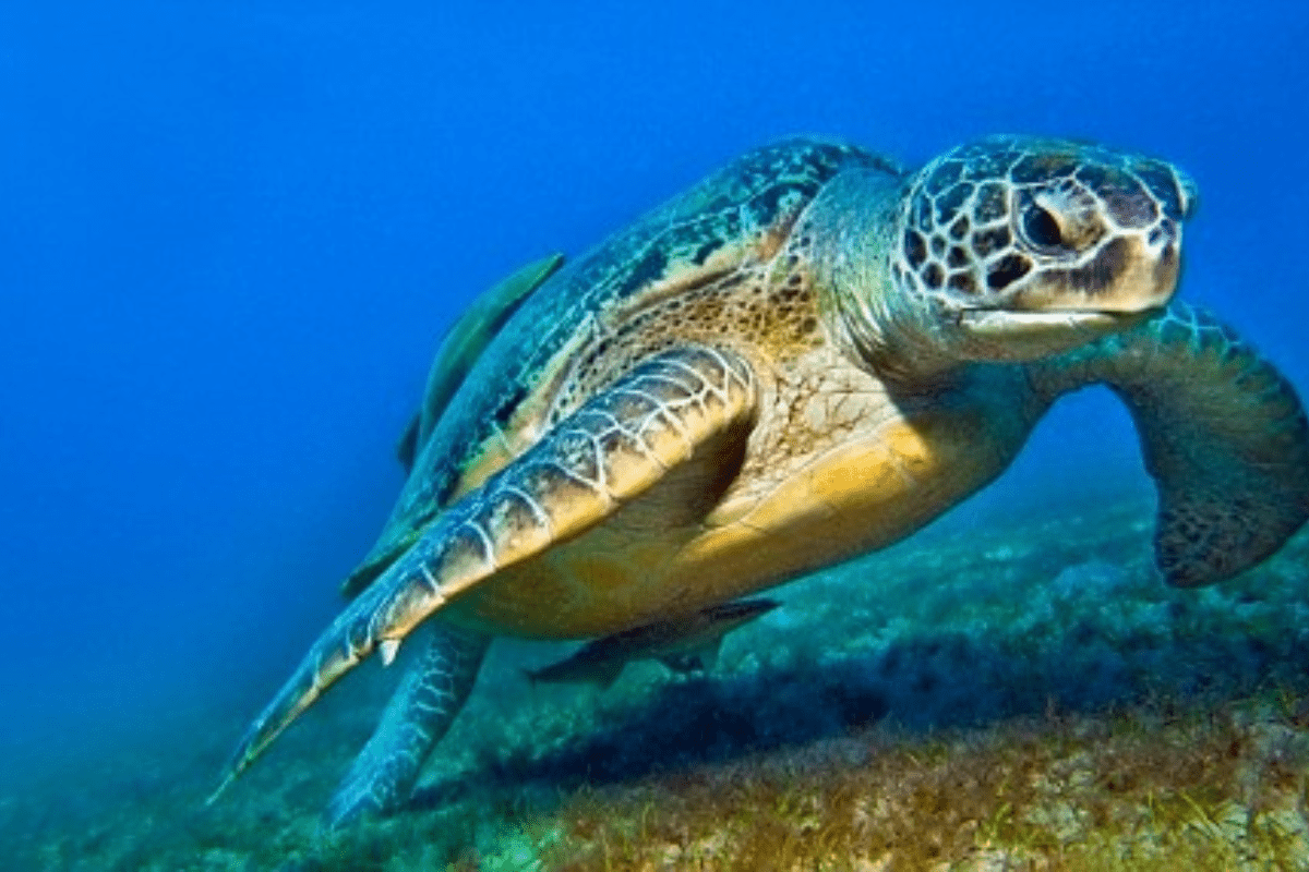 Κρήτη: Θαλάσσια χελώνα Καρέτα – Καρέτα επιτέθηκε σε λουόμενους