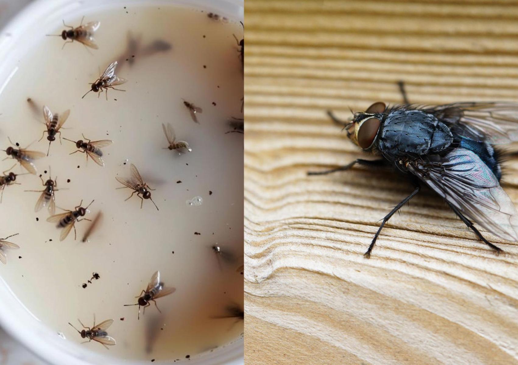 Μύγες και κουνούπια στο σπίτι: Φτιάξτε το σπιτικό εντομοαπωθητικό για να τα εξαφανίσεις