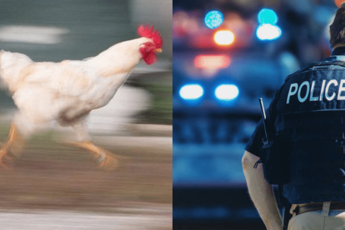 Αφαίρεσε την ζωή στον φίλο του γιατί διαφωνούσαν αν η κότα έκανε το αυγό ή το αυγό την κότα